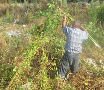 Полторы сотни килограммов конопли уничтожено за один день в Столинском районе Полторы сотни килограммов конопли уничтожено за один день в Столинском районе