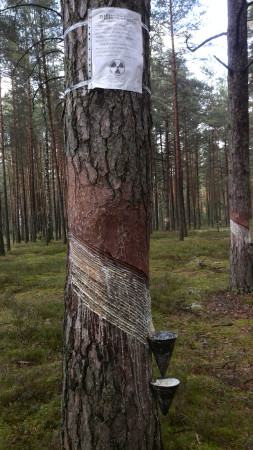 Фотофакт: опасная живица возле Доманово Фотофакт: опасная живица возле Доманово