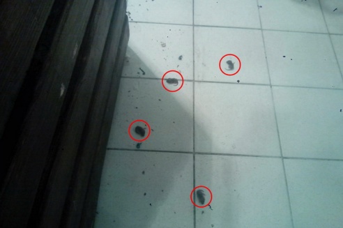 Дохлые мыши на полу магазина привлекли внимание могилевчан