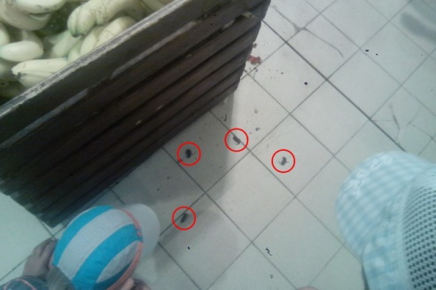 Дохлые мыши на полу магазина привлекли внимание могилевчан