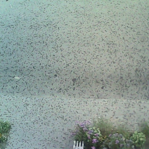 Долгожданный дождь. Фотографии случчан