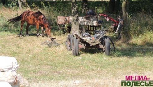 Яблочный ход в одной из Столинских деревень