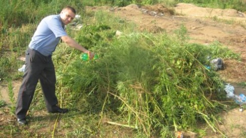 Полторы сотни килограммов конопли уничтожено за один день в Столинском районе