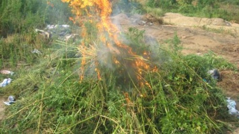 Полторы сотни килограммов конопли уничтожено за один день в Столинском районе