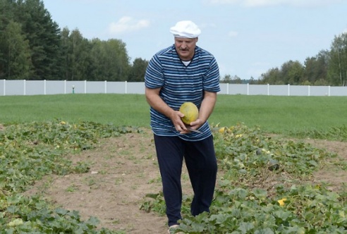 Александр Лукашенко босиком собирал арбузы и дыни на поле возле резиденции (ФОТО, ВИДЕО)