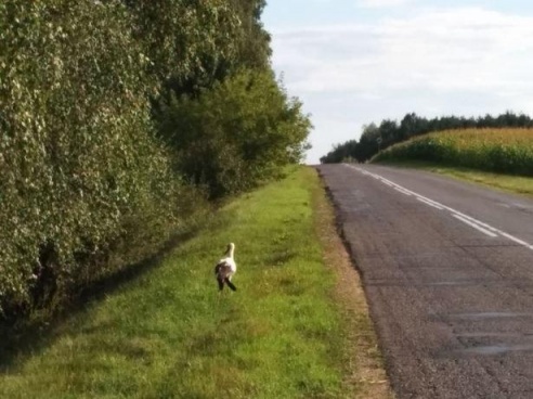 Хто дапаможа патрапіўшым у бяду дзікім жывёлам і птушкам?