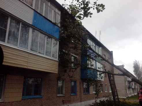 В Греске дерево упало на дом