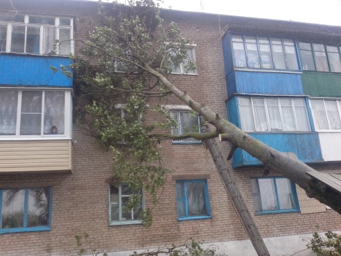 В Греске дерево упало на дом