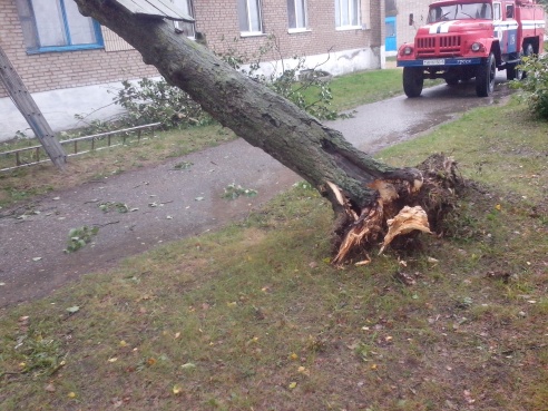 В Греске дерево упало на дом