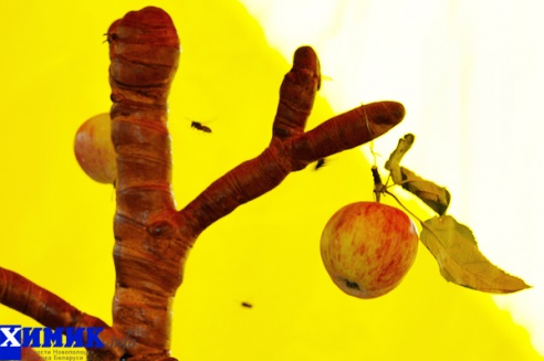 В Полоцке отпраздновали яблочный Спас: фоторепортаж