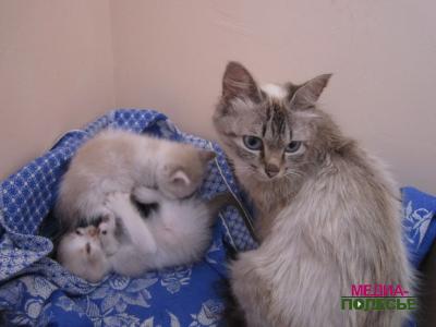 Щенок в прицепе с мусором, или Бесчеловечность становится заразной Щенок в прицепе с мусором, или Бесчеловечность становится заразной