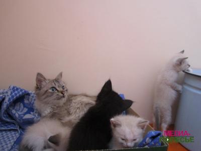 Щенок в прицепе с мусором, или Бесчеловечность становится заразной Щенок в прицепе с мусором, или Бесчеловечность становится заразной