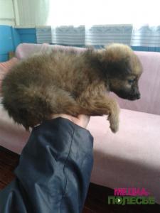 Щенок в прицепе с мусором, или Бесчеловечность становится заразной Щенок в прицепе с мусором, или Бесчеловечность становится заразной