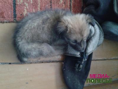 Щенок в прицепе с мусором, или Бесчеловечность становится заразной Щенок в прицепе с мусором, или Бесчеловечность становится заразной