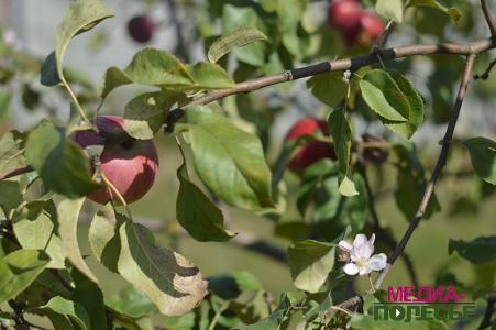 В саду лунинчанина зацвела яблоня с созревшими плодами В саду лунинчанина зацвела яблоня с созревшими плодами