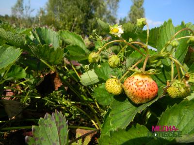 В Лунинецком районе созревает второй урожай клубники В Лунинецком районе созревает второй урожай клубники