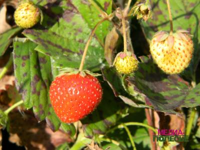 В Лунинецком районе созревает второй урожай клубники В Лунинецком районе созревает второй урожай клубники