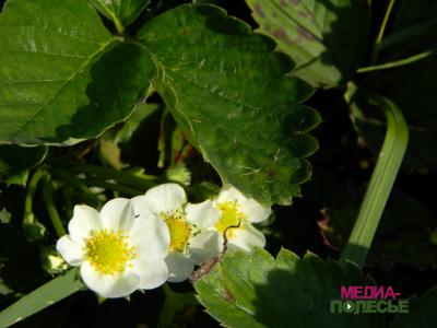 В Лунинецком районе созревает второй урожай клубники В Лунинецком районе созревает второй урожай клубники