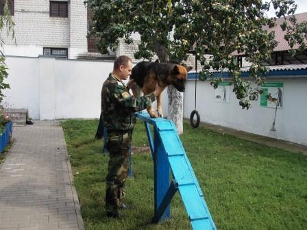 Четвероногий коллега и друг
