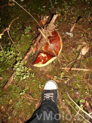 Художник c Молодечно: «Таких грибов я еще не видел» (+ фото)