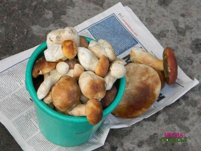 Люди будут есть радиоактивные грибы, пока не увидят, что они «светятся» Люди будут есть радиоактивные грибы, пока не увидят, что они «светятся»