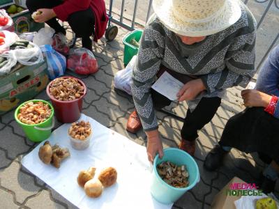Люди будут есть радиоактивные грибы, пока не увидят, что они «светятся» Люди будут есть радиоактивные грибы, пока не увидят, что они «светятся»
