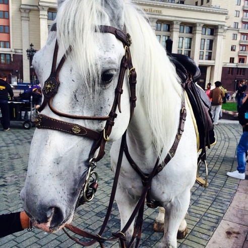 Девушка из Светлогорска каталась по Москве голой на лошади (фото)
