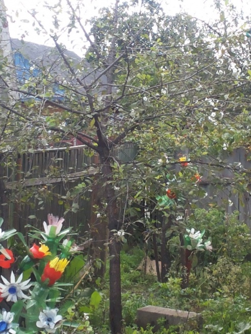 Фотофакт: в Слуцке зацвела вишня