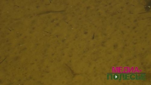 Цудатворны вадаём Пурхаўка прыцягвае і летам, і зімой. Не хапае добраўпарадкавання