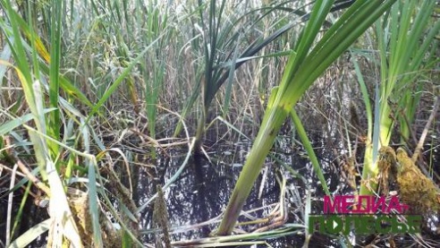 Цудатворны вадаём Пурхаўка прыцягвае і летам, і зімой. Не хапае добраўпарадкавання