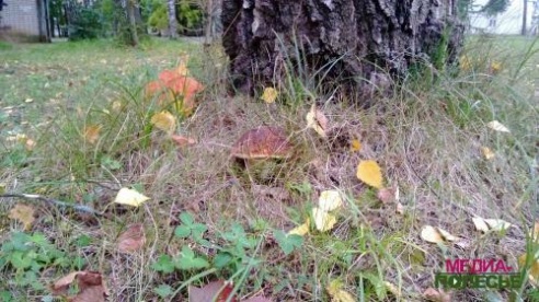 Люди будут есть радиоактивные грибы, пока не увидят, что они «светятся»