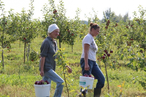 Грибовщина. Яблочный сезон