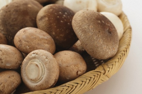 В Горках разведут грибы