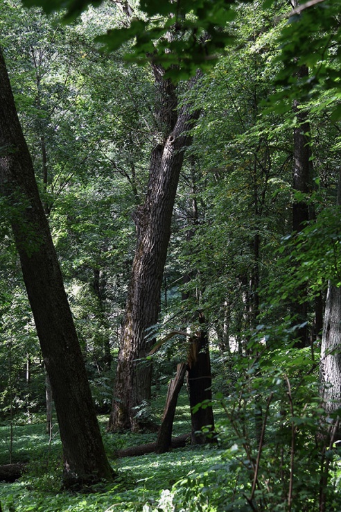 В старом парке