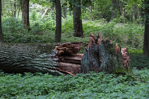 В старом парке