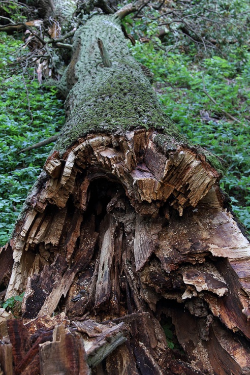 В старом парке