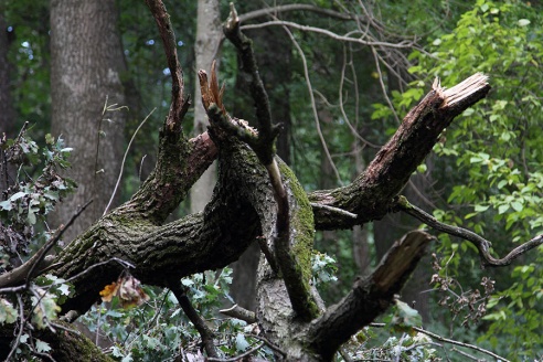 В старом парке