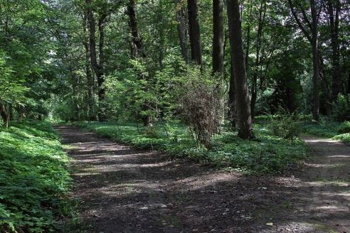 В старом парке