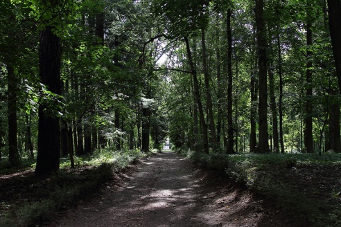 В старом парке