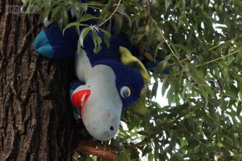 Люди в городе: могилевчане, которые выращивают цветы у своих подъездов