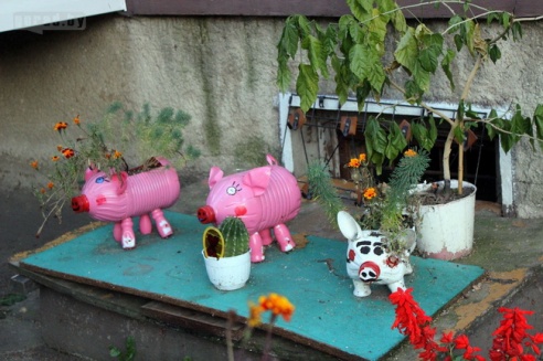 Люди в городе: могилевчане, которые выращивают цветы у своих подъездов