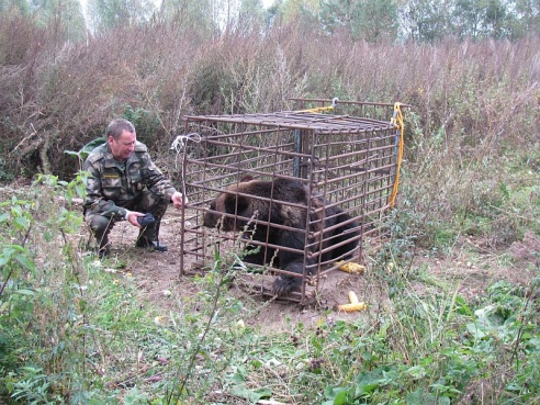 Под Чашниками на частном подворье содержат медведя