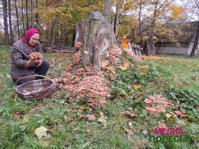 Спасибо, пню, или 18 лукошков за 4 дня Спасибо, пню, или 18 лукошков за 4 дня