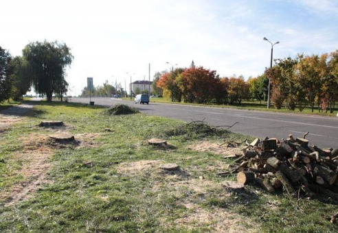 Вакол Свяцілаўскага возера пілуюць вербы, каб пракласці залеўную каналізацыю