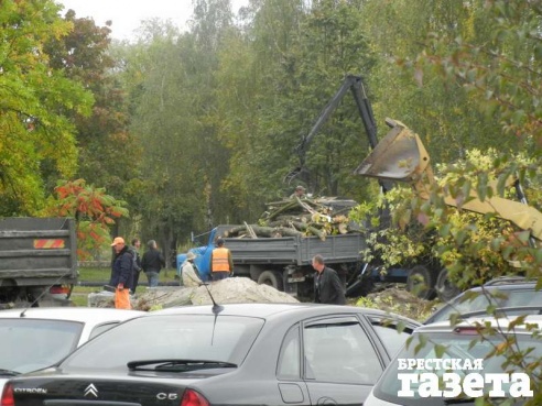 В Бресте в ходе реконструкции набережной будет снесено порядка 240 деревьев