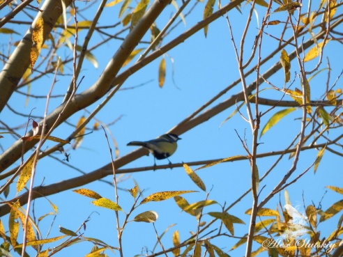 Понаблюдали за птицами