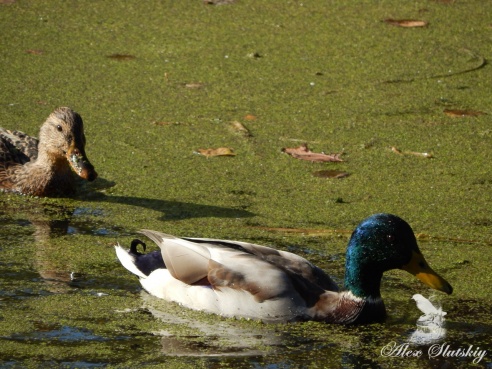 Понаблюдали за птицами