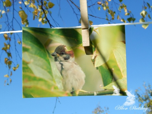 Понаблюдали за птицами