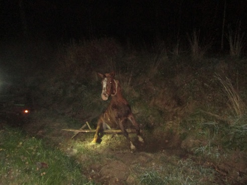 Фура столкнулась с повозкой в Рогачевском районе. Погибла женщина, ее дети в реанимации
