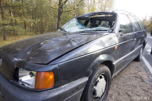 Лосиха попала под машину